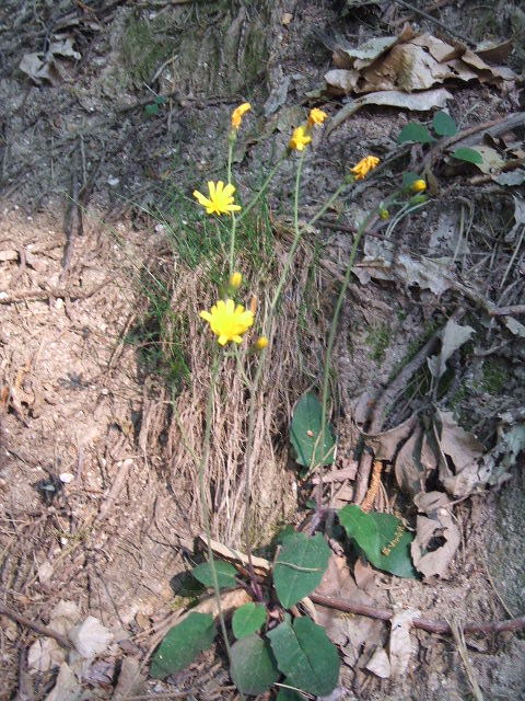 genere hieracium